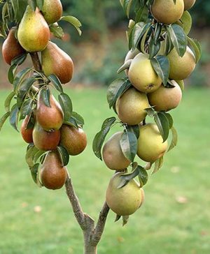 Duo Fruit Tree&nbsp; Pear Conference&nbsp;and Concorde